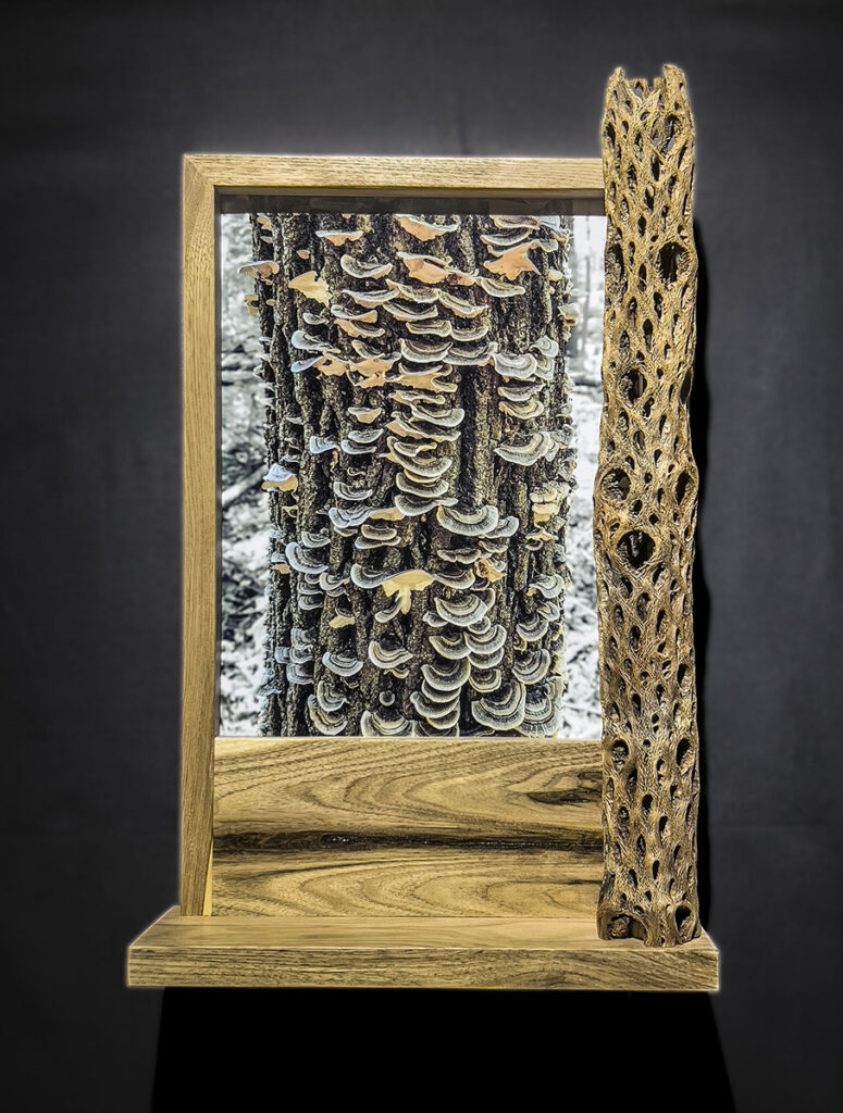 Eva M. Capobianco&nbsp;• <em>Map 11 - Fungus and Cactus</em>&nbsp;• Photo with butternut and cactus skeleton&nbsp;• 20″×&nbsp;13″×&nbsp;4½″&nbsp;• $475.00