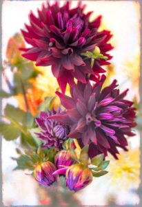 David Watkins Jr&nbsp;• <em>Hollyhill Black Beauty</em>&nbsp;• Archival pigment print&nbsp;• 20″×&nbsp;24″&nbsp;• $225.00