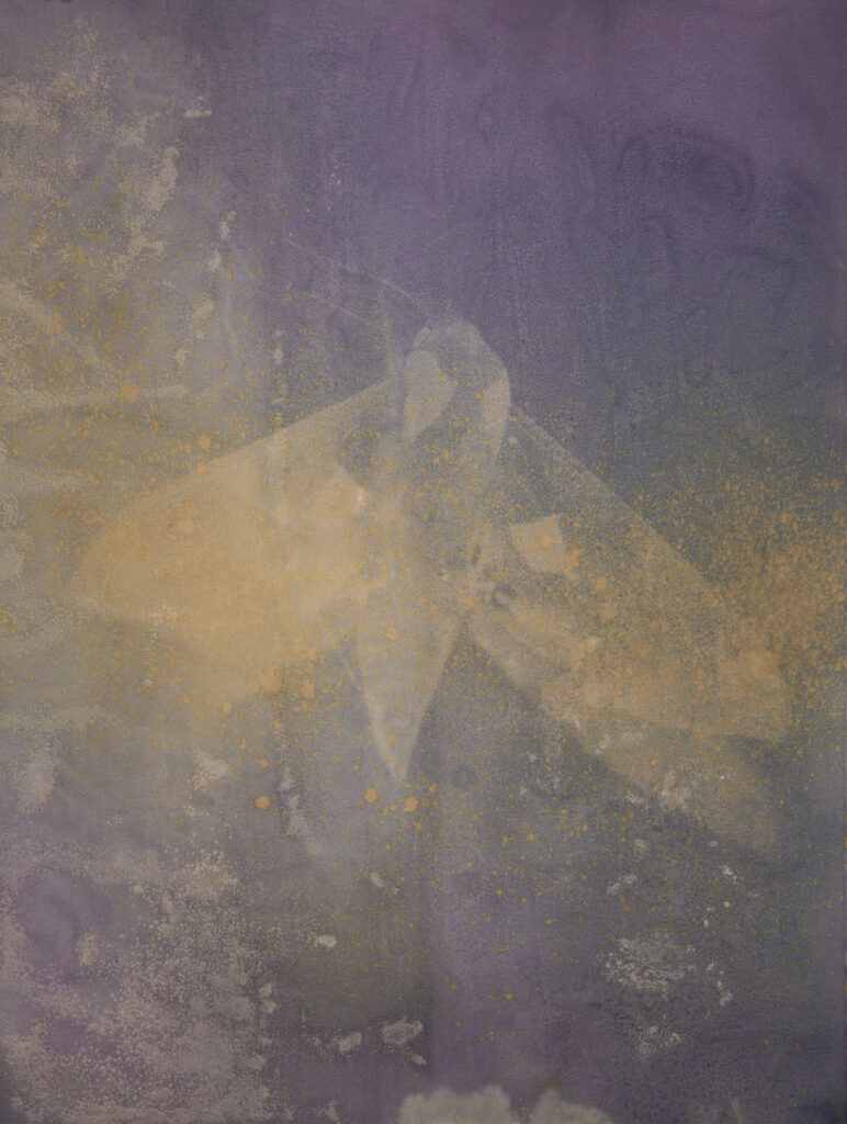 Christine Chin • <em>Eumorpha achemon (Achemon Sphinx)</em> • Anthrotype (flower of hibiscus sabdariffa, roselle or jamaican hibiscus) • 22″× 30″ • $600.00