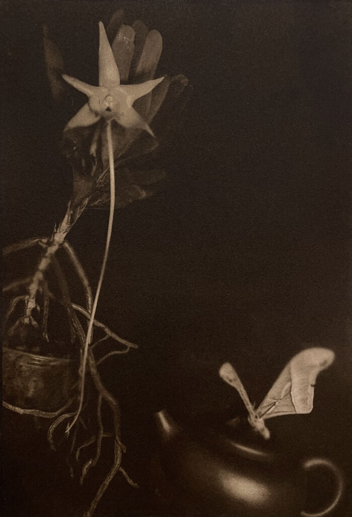 Christine Chin • <em>Wrong Pollinator: Angraecum sesquipedale and Hyalorphora cecropia</em> • Vandyke brown • 16″× 20″ • $200.00