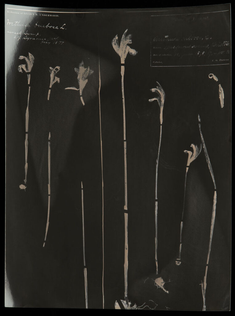 Christine Chin • <em>Arethusa bulbosa (Dragon’s Mouth)</em> • Chromoskedasic silver print • 16″× 20″ • $3,000.00<div class="fb-text"><p style="margin-top:5px; text-align:center; font-size: 0.8em; ">Collected in July 1877 E. of Syracuse and June 10, 1878 in Bristol, VT by C. G. Pringle. Image courtesy of the New York Botanical Garden’s C. V. Starr Virtual Herbarium (http://sweetgum.nybg.org/science/vh/) NY barcode 03997866</p></div>