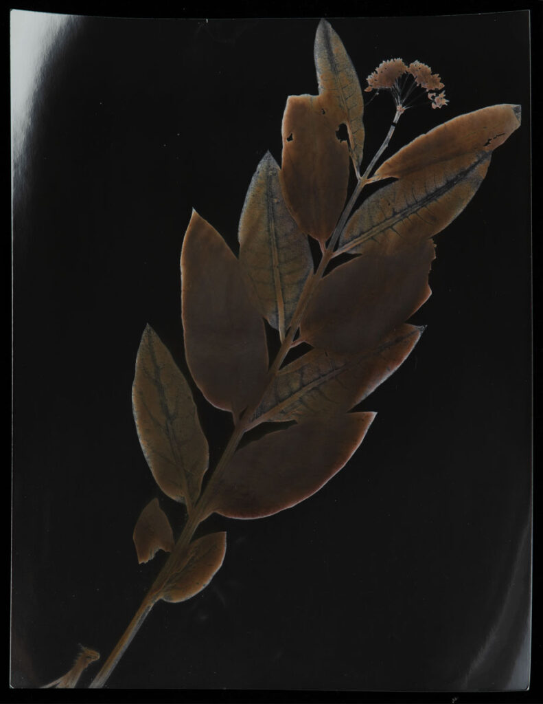 Christine Chin • <em>Asclepias purpurascens (Purple Milkweed)</em> • Chromoskedasic silver print • 16″× 20″ • $3,000.00<div class="fb-text"><p style="margin-top:5px; text-align:center; font-size: 0.8em; ">Collected in Richmond Co. NY on July 11, 1885 by Justus F. Poggenburg. Image courtesy of the New York Botanical Garden’s C. V. Starr Virtual Herbarium (http://sweetgum.nybg.org/science/vh/) NY barcode 03528105</p></div>