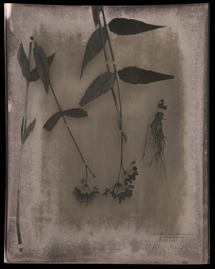 Christine Chin • <em>Asclepias rubra (Red Milkweed)</em> • Chromoskedasic silver print • 16″× 20″ • $3,000.00<div class="fb-text"><p style="margin-top:5px; text-align:center; font-size: 0.8em; ">Collected on July 19, 1903 in Woodmere, NY by Eugene P. Bicknell. Image courtesy of the New York Botanical Garden’s C. V. Starr Virtual Herbarium (http://sweetgum.nybg.org/science/vh/) NY barcode 03528449</p></div>