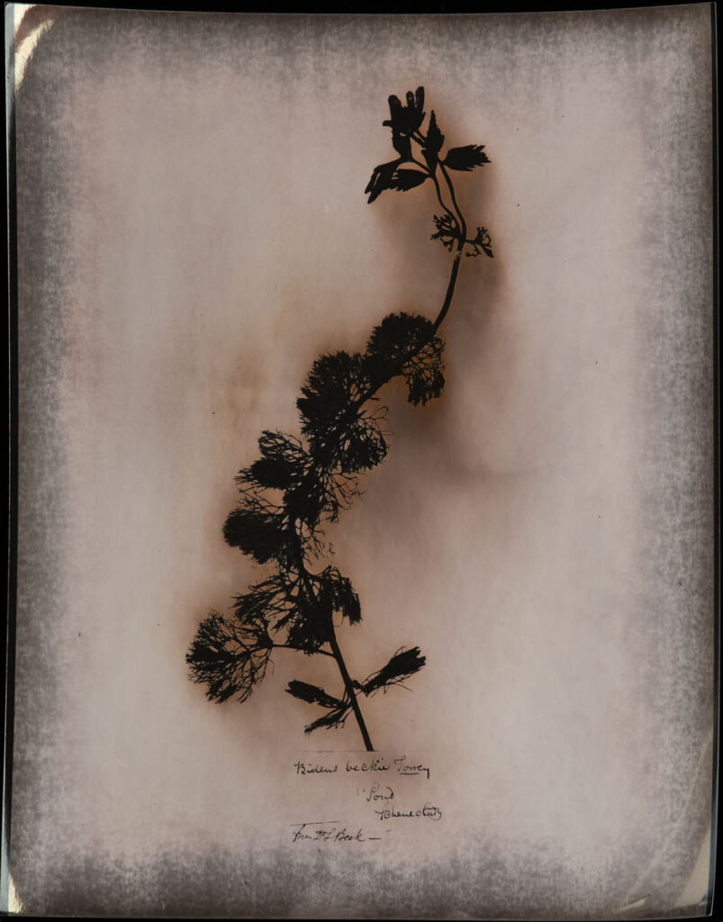 Christine Chin • <em>Bidens beckii (Water Marigold)</em> • Chromoskedasic silver print • 16″× 20″ • $3,000.00<div class="fb-text"><p style="margin-top:5px; text-align:center; font-size: 0.8em; ">Collected in Schenectady, NY by L.C. Beck. Image courtesy of the New York Botanical Garden’s C. V. Starr Virtual Herbarium (http://sweetgum.nybg.org/science/vh/) NY barcode 00162520</p></div>