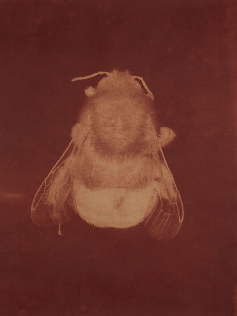 Christine Chin • <em>Bombas impatiens (Common Eastern Bumblebee)</em> • Metal print from anthrotype (root of curcuma longa, tumeric) • 18″× 24″ • $240.00
