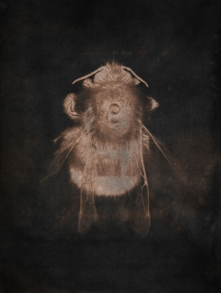 Christine Chin • <em>Bombas vagans (Half-Black Bumblebee)</em> • Metal print from cyanotype toned in castanea sativa ( european chestnut) • 18″× 24″ • $240.00