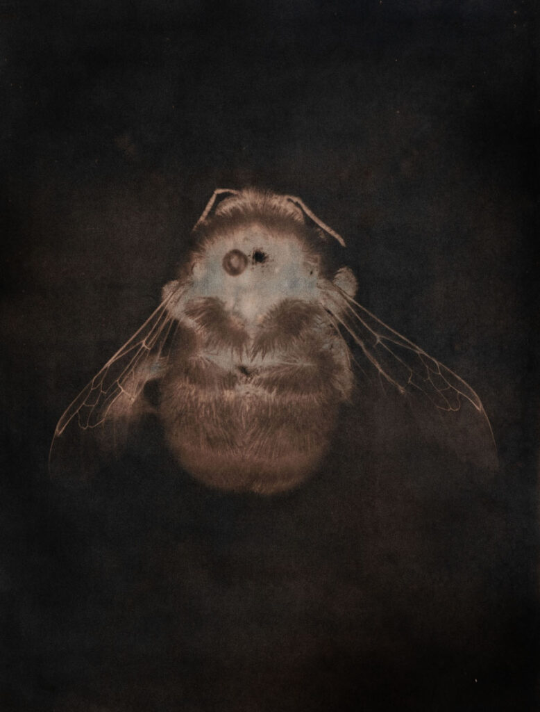 Christine Chin • <em>Bombus ternarius (Tri-colored Bumblebee)</em> • Metal print from cyanotype toned in carya illinoensis (sweet pecan) • 18″× 24″ • $240.00