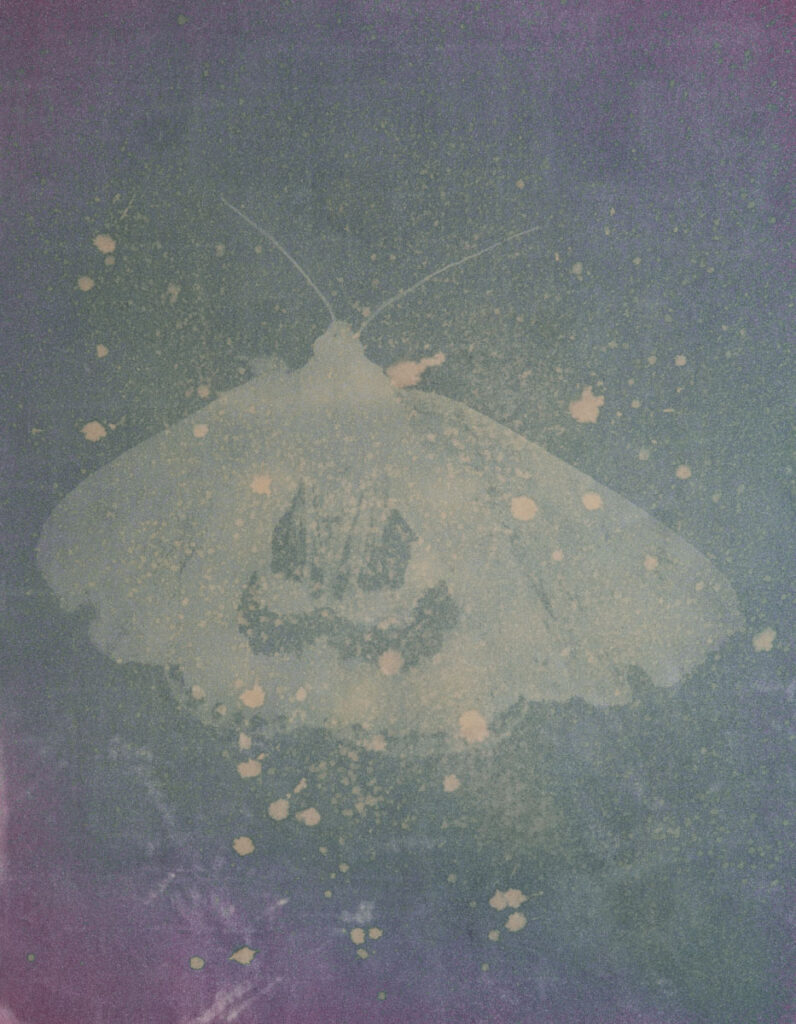 Christine Chin • <em>Catocala ultronia (Ultronia underwing)</em> • Metal print from anthrotype (flower of hibiscus sabdariffa, roselle or jamaican hibiscus) • 18″× 24″ • $240.00