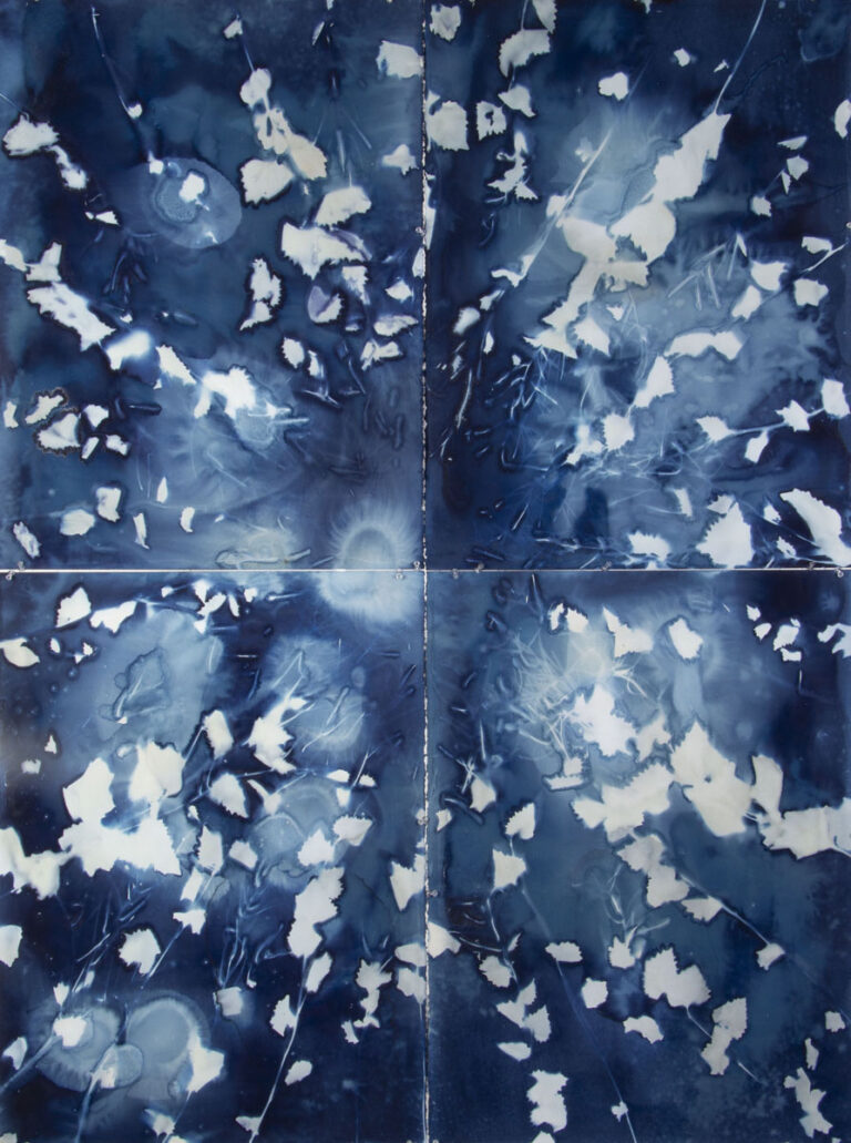 Alliaria petiolate (Surround) by Christine Chin