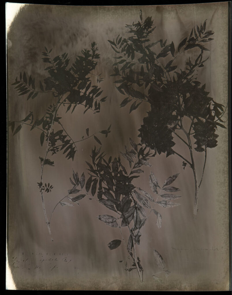 Christine Chin • <em>Glycyrrhiza lepidota (American Licorice)</em> • Chromoskedasic silver print • 16″× 20″ • $3,000.00<div class="fb-text"><p style="margin-top:5px; text-align:center; font-size: 0.8em; ">Collected circa 1861 in Buffalo, NY by G.W. Clinton and Lake Pepin, WI by T.J. Hale. Image courtesy of the New York Botanical Garden’s C. V. Starr Virtual Herbarium (http://sweetgum.nybg.org/science/vh/) NY barcode 02569899</p></div>