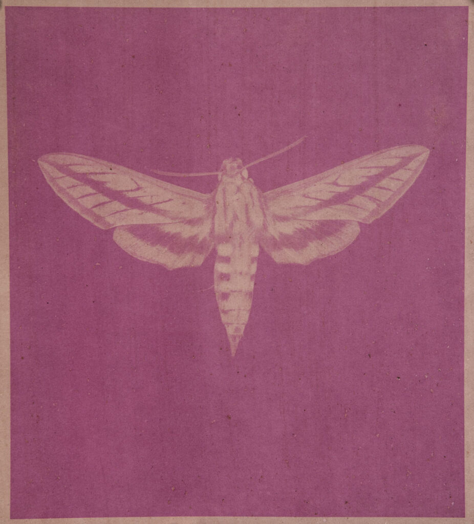 Christine Chin • <em>Hyles Livornica (Striped hawk-moth)</em> • Metal print from anthrotype (berries of phytolacca americana, american pokeweed) • 12″× 12″ • $95.00