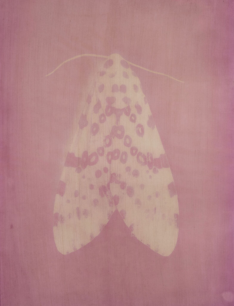 Christine Chin • <em>Hypercompe scribonia (Giant Leopard Moth)</em> • Anthrotype (berries of phytolacca americana, american pokeweed) • 22″× 30″ • $600.00