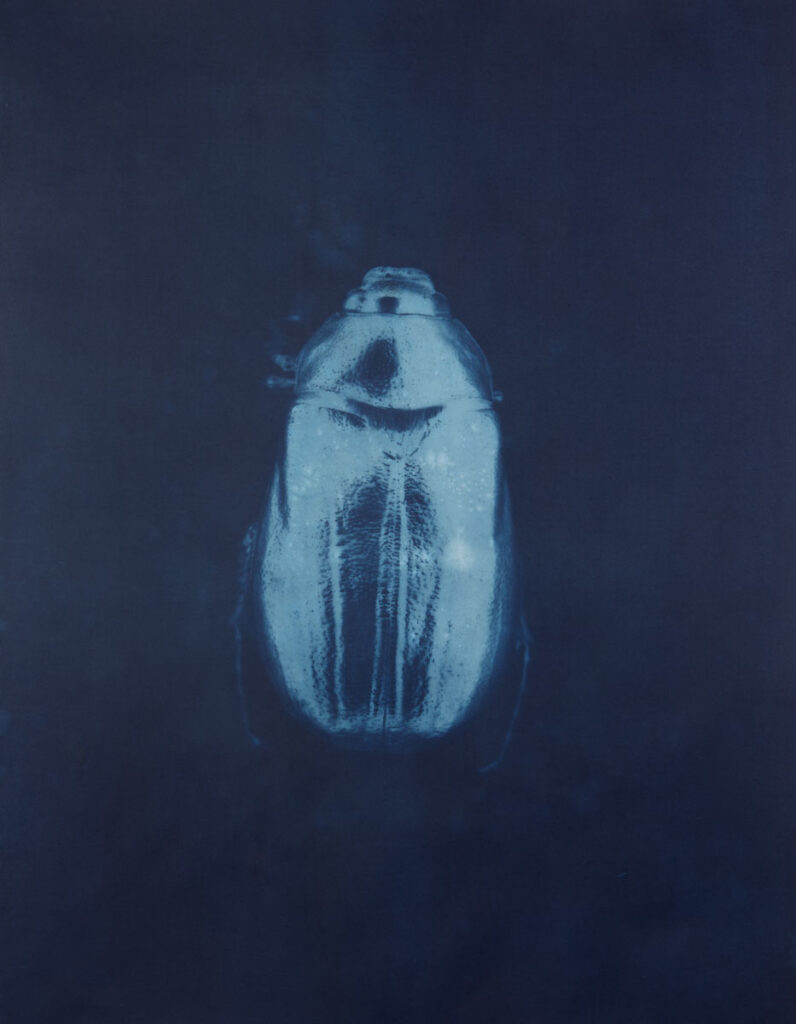 Christine Chin • <em>Phyllophaga rugosa (June Beetle)</em> • Cyanotype • 22″× 30″ • $600.00