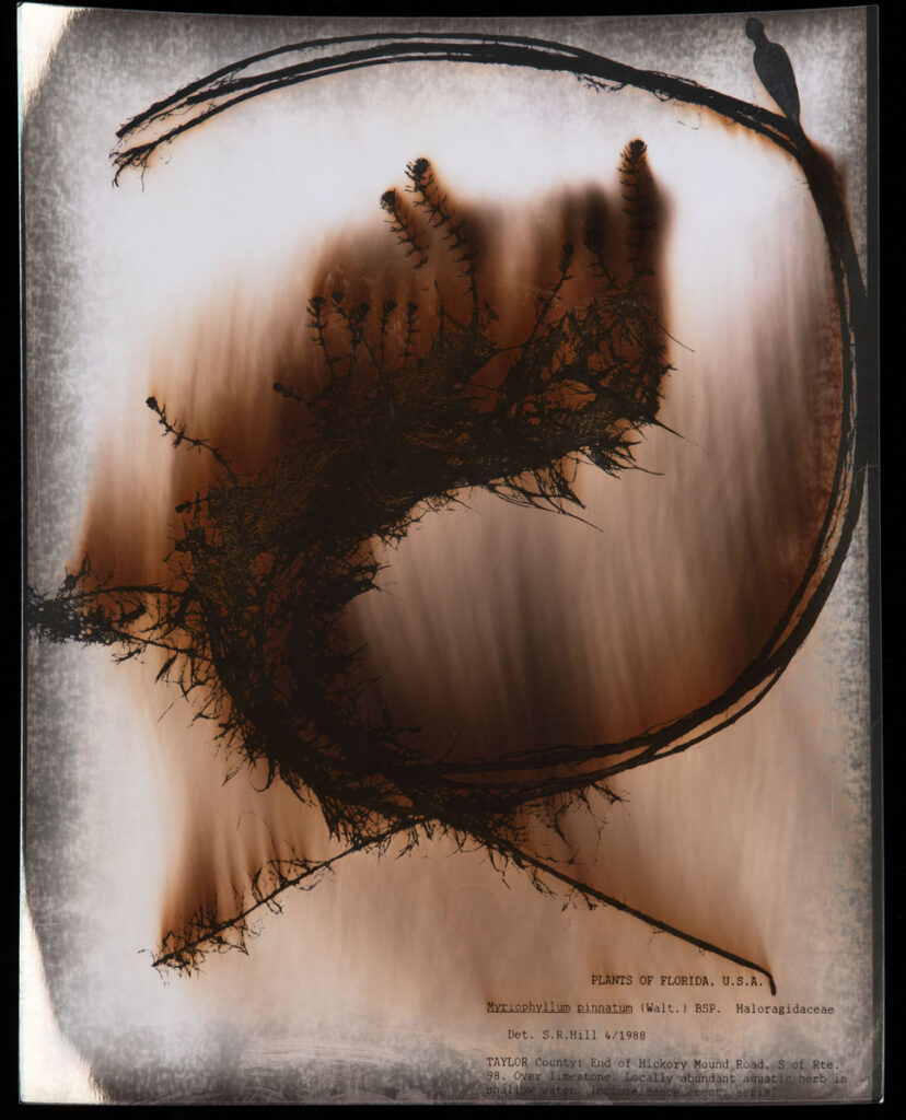 Christine Chin • <em>Myriophyllum pinnatum (Cut-leaved Water-milfoil)</em> • Chromoskedasic silver print • 16″× 20″ • $3,000.00<div class="fb-text"><p style="margin-top:5px; text-align:center; font-size: 0.8em; ">Collected on April 17, 1998 in Taylor County, FL by Steven R. Hill. Image courtesy of the Atlas of Florida Plants, (Walter) Britton et al, USF 199829</p></div>