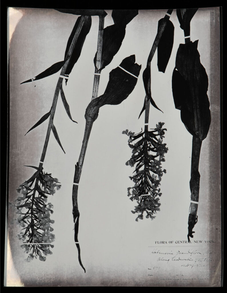 Christine Chin • <em>Platanthera leucophaea (Eastern Prairie Fringed Orchid)</em> • Chromoskedasic silver print • 16″× 20″ • $3,000.00<div class="fb-text"><p style="margin-top:5px; text-align:center; font-size: 0.8em; ">Collected on July 13, 1902 in Utica, NY by Joseph V. Haberer. Image courtesy of the Archives of the AMES Herbarium, Harvard University, AMES 1278, HH 02045222</p></div>