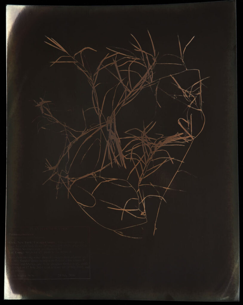 Christine Chin • <em>Potamogeton hillii (Hill’s Pondweed)</em> • Chromoskedasic silver print • 16″× 20″ • $3,000.00<div class="fb-text"><p style="margin-top:5px; text-align:center; font-size: 0.8em; ">Collected on July 4, 2016 in Bear Swamp Creek in the town of Sempronius, NY by David Werier. Image courtesy of the New York Botanical Garden’s C. V. Starr Virtual Herbarium (http://sweetgum.nybg.org/science/vh/) NY barcode 03996620</p></div>
