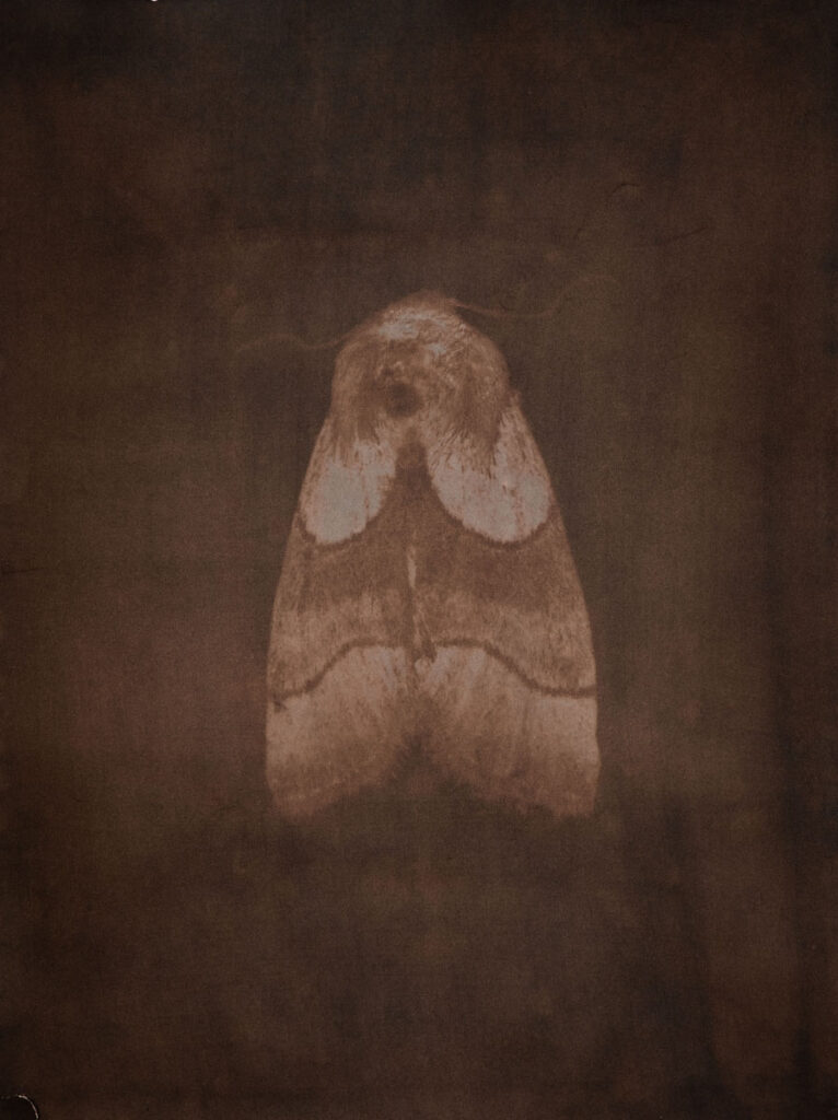 Christine Chin • <em>Schinia arcigera (Arcigera Flower Moth)</em> • Metal print from cyanotype toned in juglans cinerea (butternut) • 18″× 24″ • $240.00