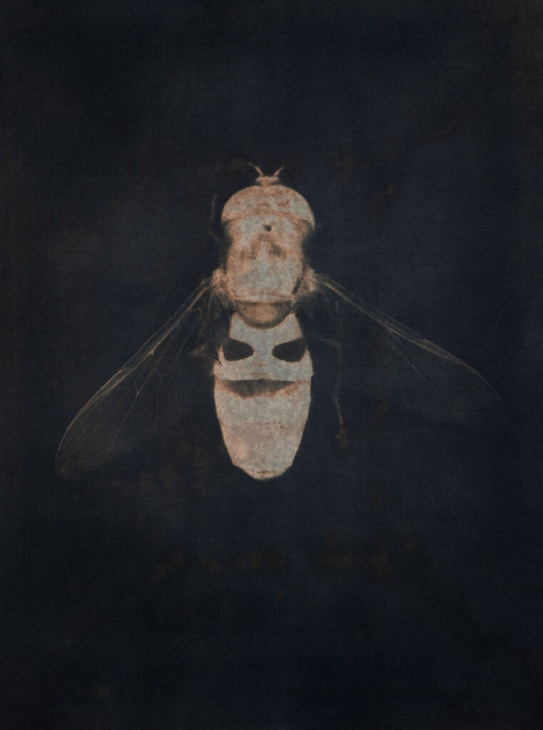 Christine Chin • <em>Syrphid Fly</em> • Metal print from cyanotype toned in juglans nigra (black walnut) • 18″× 24″ • $240.00