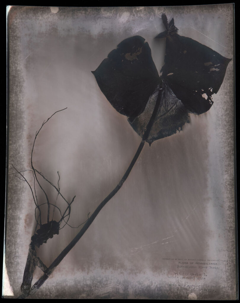 Christine Chin • <em>Trillium flexipes (Nodding Wakerobin)</em> • Chromoskedasic silver print • 16″× 20″ • $3,000.00<div class="fb-text"><p style="margin-top:5px; text-align:center; font-size: 0.8em; ">Collected on April 15, 1946 in Perry County, PA by R.T. Clausen and E.R. Clausen. Image courtesy of the New York Botanical Garden’s C. V. Starr Virtual Herbarium (http://sweetgum.nybg.org/science/vh/) NY barcode 03690980</p></div>