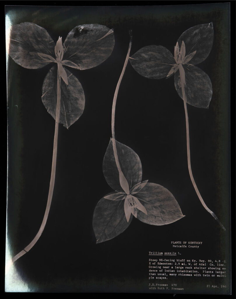 Christine Chin • <em>Trillium sessile (Toadshade)</em> • Chromoskedasic silver print • 16″× 20″ • $3,000.00<div class="fb-text"><p style="margin-top:5px; text-align:center; font-size: 0.8em; ">Collected on April 21, 1966 in Metcalfe Co, KT by J.D. Freeman and Ruth F. Freeman. Image courtesy of the New York Botanical Garden’s C. V. Starr Virtual Herbarium (http://sweetgum.nybg.org/science/vh/) NY barcode 03692600</p></div>