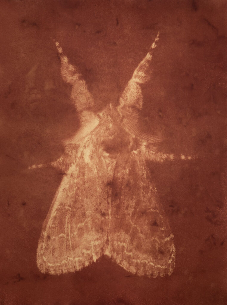 Christine Chin • <em>Dasychira obliquata (Streaked Tussock Moth)</em> • Metal print from anthrotype (root of curcuma longa, tumeric) • 18″× 24″ • $240.00