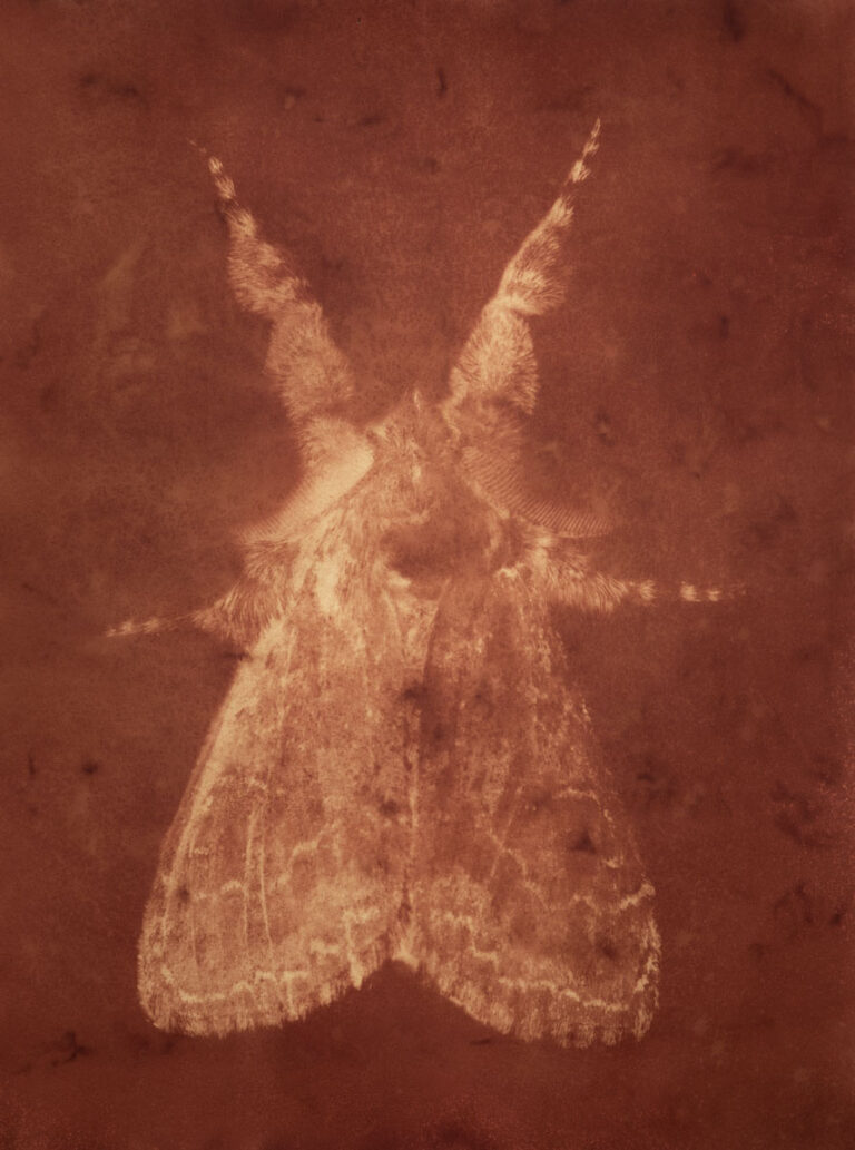 Dasychira obliquata (Streaked Tussock Moth) by Christine Chin
