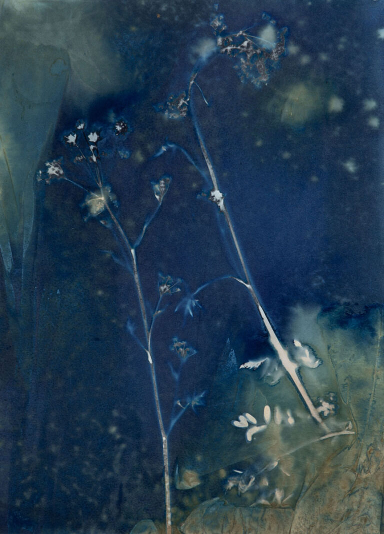 Pastinaca sativa (Wild Parsnip) (dark) by Christine Chin
