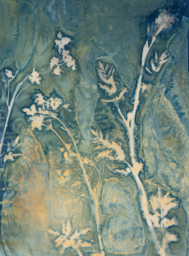 Pastinaca sativa (Wild Parsnip) (light) by Christine Chin