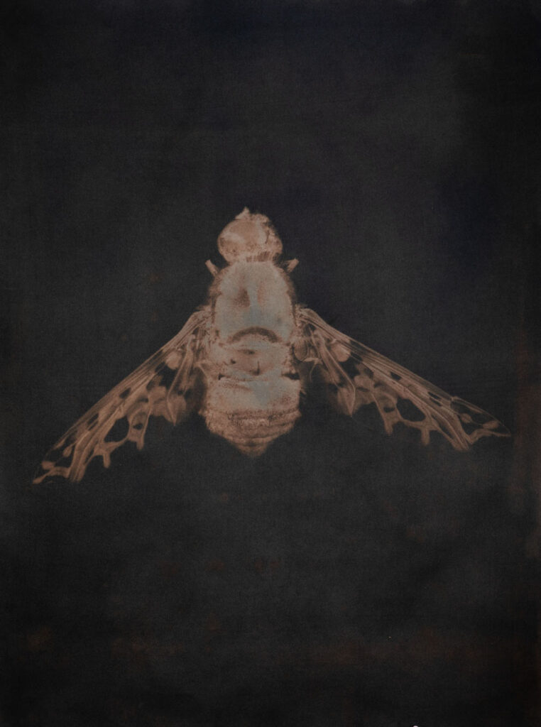 Christine Chin • <em>Xenox tigrinus (Tiger Bee Fly)</em> • Metal print from cyanotype toned in juglans cinerea (butternut) • 18″× 24″ • $240.00