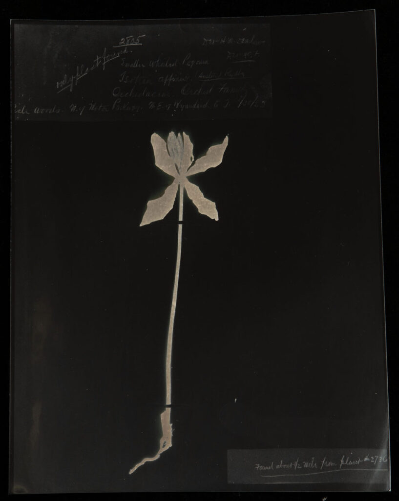 Christine Chin • <em>Isotria medeoloides (Small Whorled Pogonia)</em> • Chromoskedasic silver print • 16″× 20″ • $3,000.00<div class="fb-text"><p style="margin-top:5px; text-align:center; font-size: 0.8em; ">Collected in 1930 on Long Island “only plant found”. Image courtesy of the Atlas of Florida Plants, (Walter) Britton et al, USF 199829.</p></div>