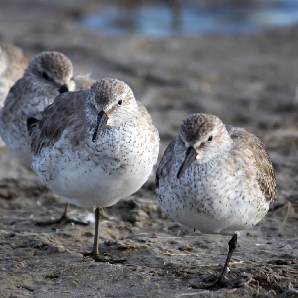 Nancy V. Ridenour • <em>Florida Shore Birds</em> • Digital image on canvas • 8″× 8″ • $35.00