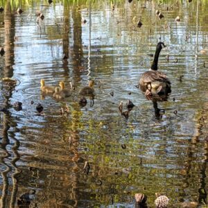 Nancy V. Ridenour&nbsp;• <em>Geese in Lotus Pond</em>&nbsp;• Digital image on canvas&nbsp;• 8″×&nbsp;8″&nbsp;• $35.00