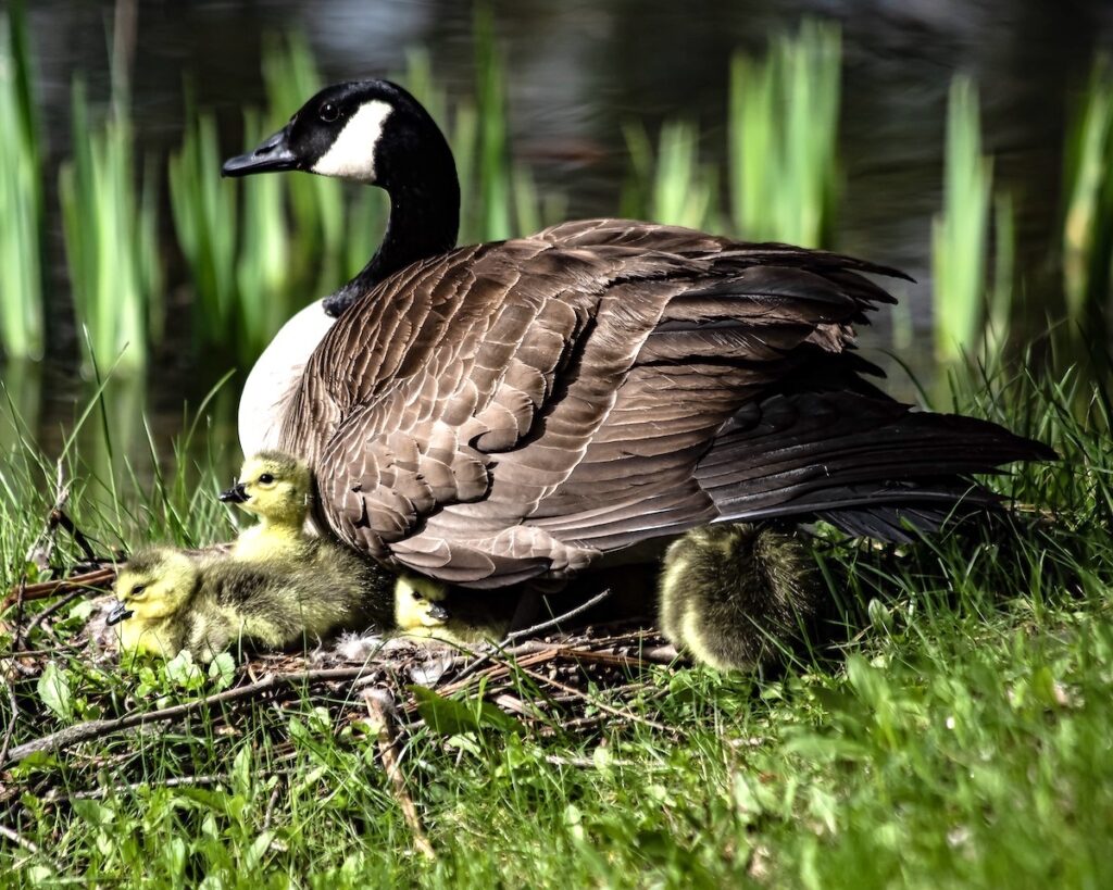 Nancy V. Ridenour • <em>Goose and Chicks Near Lotus Pond</em> • Digital image on canvas • 20″× 16″ • $150.00