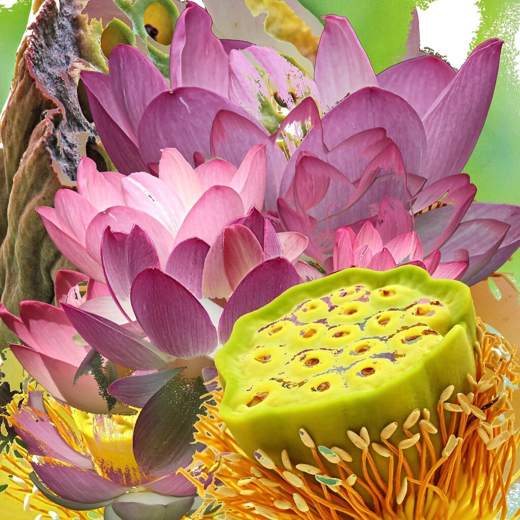 Nancy V. Ridenour • <em>Lotus Montage-2</em> • Digital image on canvas • 8″× 8″ • $35.00