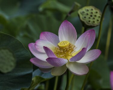 Nancy V. Ridenour&nbsp;• <em>Lotus in Pond</em>&nbsp;• Digital image on canvas&nbsp;• 20″×&nbsp;16″&nbsp;• $150.00