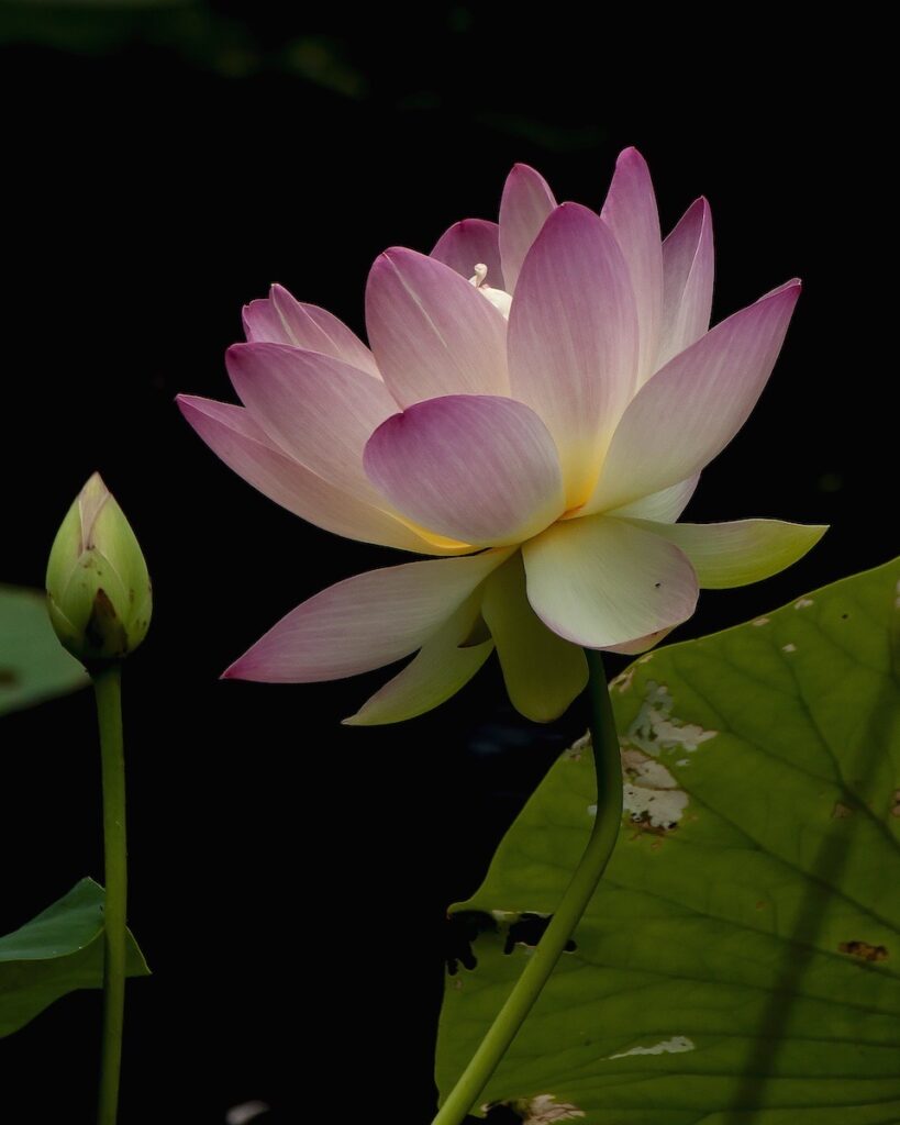 Nancy V. Ridenour • <em>Lotus with Lotus Borer Leaf</em> • Digital image on canvas • 16″× 20″ • $150.00