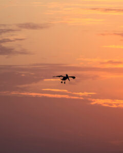 Nancy V. Ridenour&nbsp;• <em>Pelican at Sunset in Florida</em>&nbsp;• Digital image on canvas&nbsp;• 16″×&nbsp;20″&nbsp;• $150.00