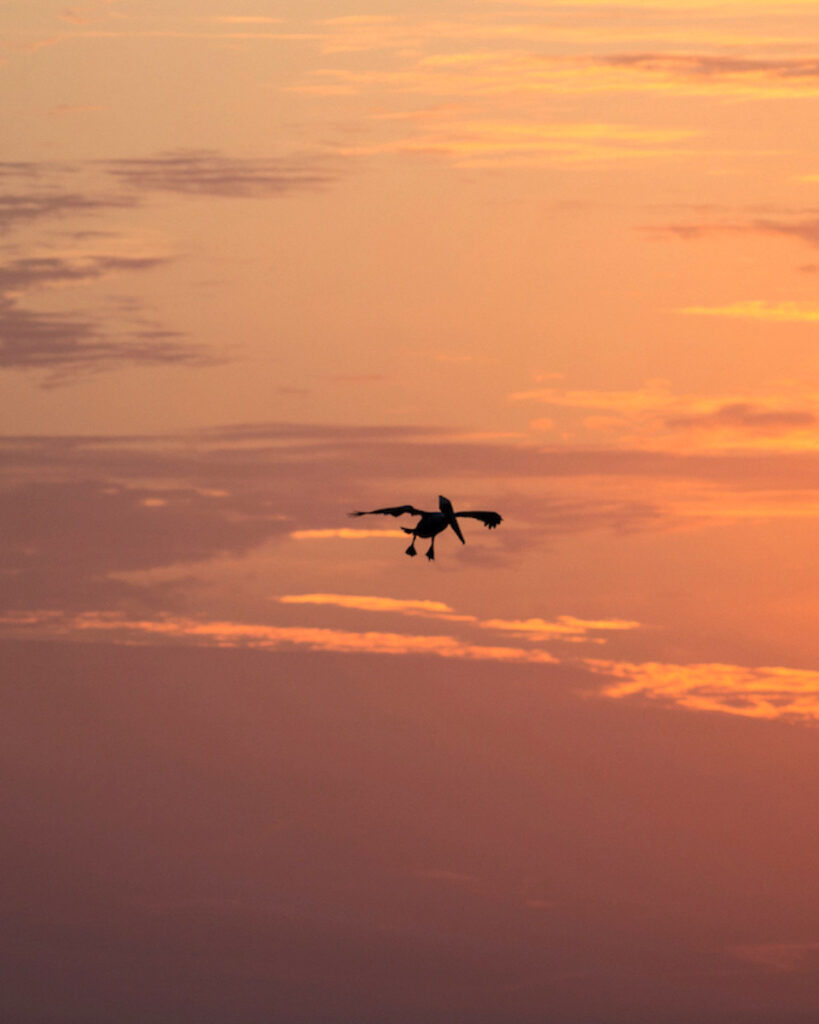 Nancy V. Ridenour • <em>Pelican at Sunset in Florida</em> • Digital image on canvas • 16″× 20″ • $150.00