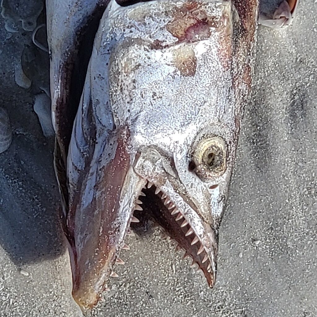 Nancy V. Ridenour • <em>Red Tide Fish on Beach</em> • Digital image on canvas • 8″× 8″ • $35.00