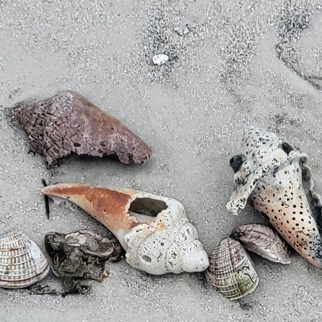 Nancy V. Ridenour • <em>Siesta Key Shells.1</em> • Digital image on canvas • 8″× 8″ • $35.00