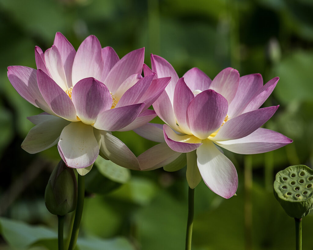 Nancy V. Ridenour • <em>Two Lotus in Pond</em> • Digital image on canvas • 20″× 16″ • $150.00