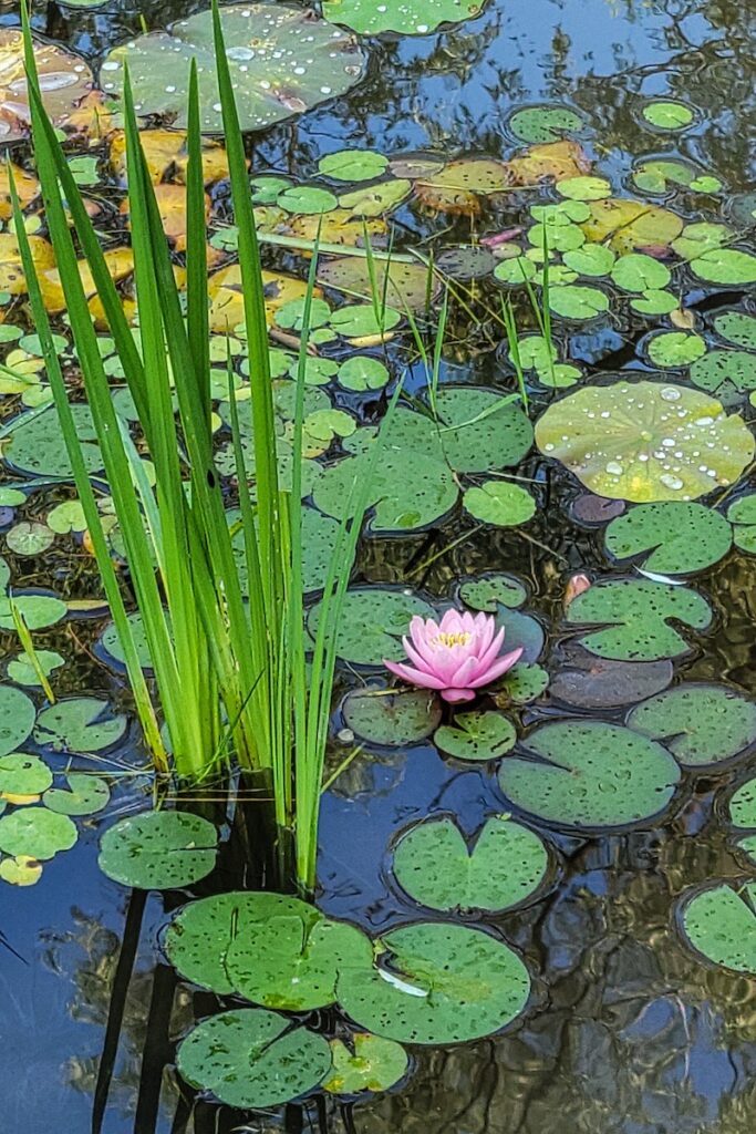 Nancy V. Ridenour • <em>Water Lily in Lotus Pond-1</em> • Digital image on canvas • 24″× 36″ • $225.00