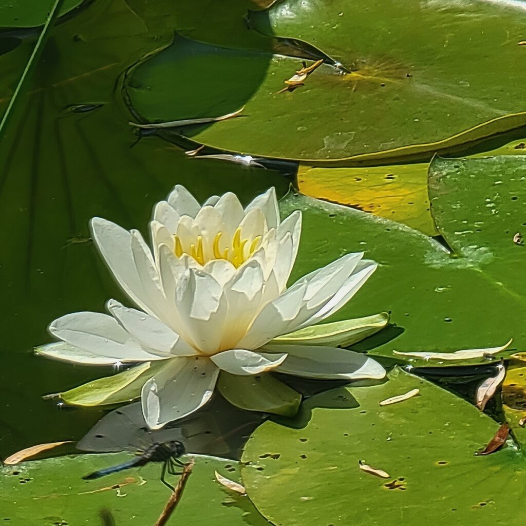 Nancy V. Ridenour • <em>Water Lily in Lotus Pond-2</em> • Digital image on canvas • 8″× 8″ • $35.00