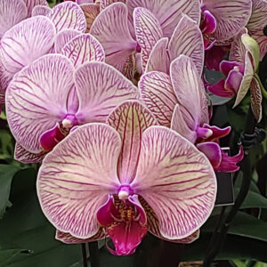 Nancy V. Ridenour&nbsp;• <em>NYBG Orchids 2</em>&nbsp;• Digital image on canvas&nbsp;• 8″×&nbsp;8″&nbsp;• $35.00