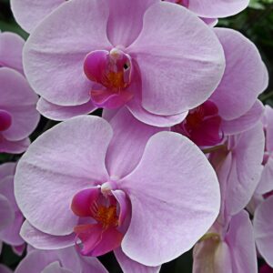 Nancy V. Ridenour&nbsp;• <em>NYBG Orchids 3</em>&nbsp;• Digital image on canvas&nbsp;• 8″×&nbsp;8″&nbsp;• $35.00