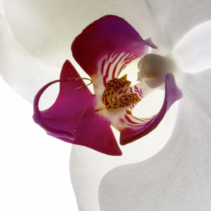 Nancy V. Ridenour&nbsp;• <em>NYBG Orchids 4</em>&nbsp;• Digital image on canvas&nbsp;• 8″×&nbsp;8″&nbsp;• $35.00
