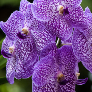 Nancy V. Ridenour&nbsp;• <em>NYBG Orchids 5</em>&nbsp;• Digital image on canvas&nbsp;• 8″×&nbsp;8″&nbsp;• $35.00