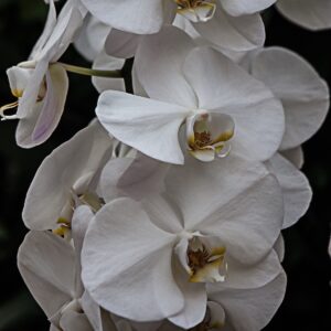 Nancy V. Ridenour&nbsp;• <em>NYBG Orchids 7</em>&nbsp;• Digital image on canvas&nbsp;• 8″×&nbsp;8″&nbsp;• $35.00