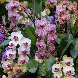 Nancy V. Ridenour&nbsp;• <em>NYBG Orchids 8</em>&nbsp;• Digital image on canvas&nbsp;• 8″×&nbsp;8″&nbsp;• $35.00
