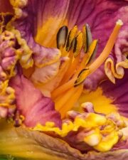 Daylilly by Nancy Ridenour